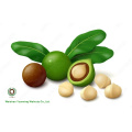 Big Size Macadamia Nuts In Shell Raw